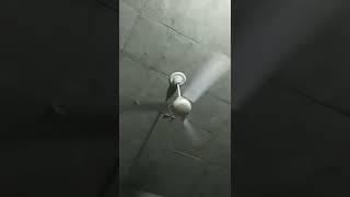 Fan gir pda #reels shorts