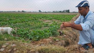 Quail Hunting With Net In Pakistan | Part 25 | Fateh Jang Tv