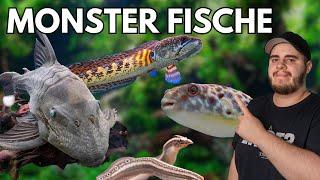 Monster Fische in der ZOOBOX!