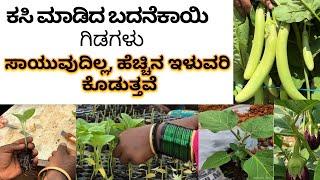 ಗ್ರಾಫ್ಟಿಂಗ್ ಬದನೆಯಿಂದ ಇಷ್ಟೆಲ್ಲಾ ಲಾಭಗಳು ? Brinjal Plant Grafting @mrerehulaa