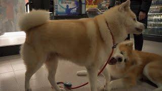 AKITA DOG "SANGO" with his friend "YUMIKO" in italian small town