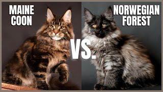 Maine Coon Cat VS. Norwegian Forest Cat