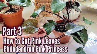 Part 3: How to Get Pink Leaves - Philodendron Pink Princess | Propagation Result