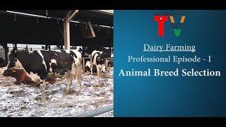 Dairy Farming Professional Episode I (Animal Breed Selection)