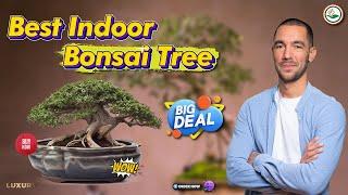  Top 5:  Best Indoor Bonsai Tree  [ Best Bonsai Tree Wire ] { Reviews }