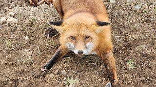 Trapping Mountain Coyotes & RedFox Plus Bonus Catch At The 30 Acre Farm #Mountians #TrapBedding