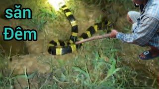 Đụng phải rắn độc khi săn ban đêm, giây phút cận kề nguy hiểm, Night Snake Hunting."