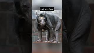 Animals You Haven’t Seen Without Hair  #shorts