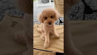 캠핑 온 살구️ #강아지 #토이푸들 #강아지브이로그 #캠핑 #poodle #반려견
