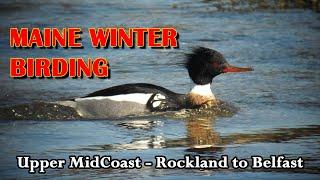 Winter Birding in MidCoast Maine