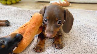 Mini Dachshund puppies- Sisters.