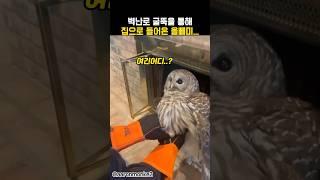 벽난로 굴뚝을 통해 집으로 들어온 올빼미ㅋㅋㅋ #동물 #올빼미