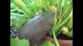 ERNTEGLÜCK BALKONTAUGLICH: Riesenzucchini aus dem Blumentopf