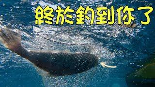 釣魚2024｜苦找一年的目標魚 終於釣到你了！