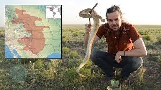 The Prairie Rattlesnake - Facts & Information