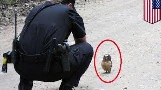 Viral video shows Colorado cop talking to adorable baby tiny owl in the street - TomoNews