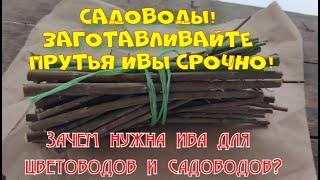 Заготовьте черенки ивы! Это лучший природный укоренитель для черенков.
