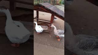 AMAZING GOOSE & SOUNDS‼#animalsounds ##goose #zoo #zoopark #shorts #shortsvideo