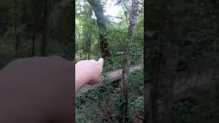 Found albino Bigfoot on our walk in the woods