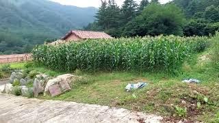 양평 수도시설 갖춘 토지 매매 농막 땅 토지 급매물 1억대 전원주택 토지 2억 이하 미만 전원주택 땅 소액 소형 전원주택 토지 싼 저렴한 주택 농막 땅 세컨하우스 이동식주택 토지