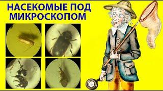 Какие Насекомые Летят на Свет Лампы? Под Микроскопом: Моли, Жуки, Клопы, Мокрецы, Комары, Цикадки.