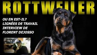 WORKING ROTTWEILER, THE GIANT WITH A TENDER HEART Interview with Florent Dejosso, ring, breeding.