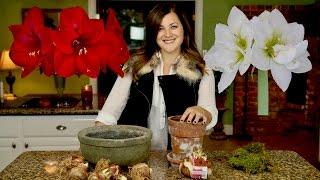 Planting Amaryllis Bulbs // Garden Answer