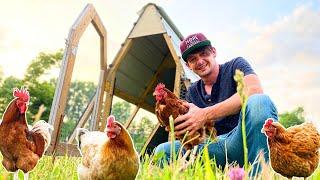 Making *Pastured* Egg Layers EASY on a Small Homestead