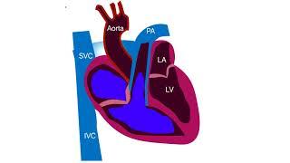 Cardiac cycle illustration video