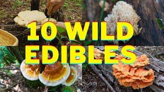 Foraging 10 Summer Wild Edibles! Chicken of the Woods, Reishi Mushroom, Ramps North Carolina