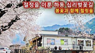 절정을 이룬 하동 십리벚꽃길/쌍계사 벚꽃/하동 벚꽃/화개장터