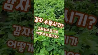 감자수확시기가 다가오면? 괴산젊은농부 #shorts