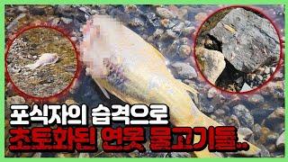 산 채로 뜯어 먹힌 비단잉어들.. 후... 한숨만 나옵니다