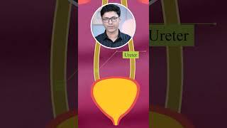 Do You Know What The Genitourinary System Is? | Dr. Chaitanya Deshmukh