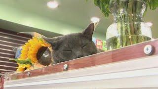 Beloved Brooklyn bodega cat returned home