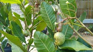 frutíferas produzindo em vaso a partir de 20,00 reais Caju lichia uva cajá figo acerola siriguela