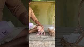 Chamroeun wait dad #minky #newbornbaby #monkey