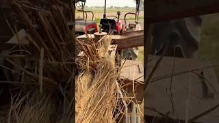 HOW TO CUTTING CHAARAFORANIMALS #farmers #farming #animals #shortsvideo #short #superclimaxacademy