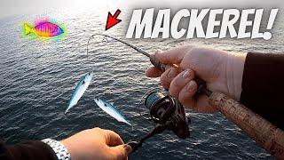 BEST RIG & BAIT For Mackerel (SURPRISE SHARK!) Pier Fishing