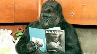 Koko The Talking Gorilla