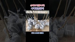 (15,000원)뽕나무 슈퍼오디 2년생 "사계절분달이나무"라고 꼭 말씀하세요 #나무중개사#시작묘목마트#