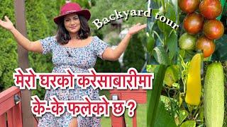 मेरो करेसाबारीमा के-के फलेको छ ?Backyard tour/ Richa Ghimire/well done creations/backyard/