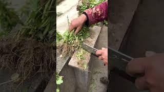 cutting vegetables in the garden #shorts #farming #vegetables