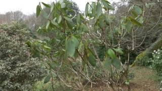 Pruning trees - Burncoose Nurseries