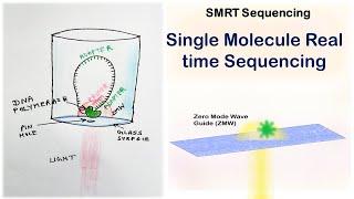 SMRT | Single Molecule Real Time sequencing