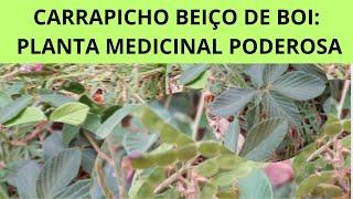 CARRAPICHO BEIÇO DE BOI (DESMODIUM ADSCENDENS): PLANTA MEDICINAL PODEROSA!