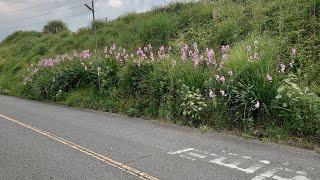 住宅街の花（もしかしてりんどう？）