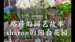 塔莎的园艺故事——Sharon的阳台花园