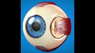 Dr. Imran - Göz anatomiyası #doctor #eyes