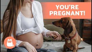 Can Dogs SENSE PREGNANCY in Humans? 